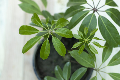 八爪鱼树或星叶植物