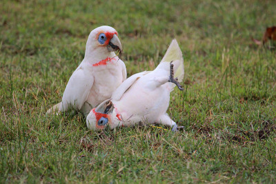 长嘴Corella - Cacatua tenuirostris