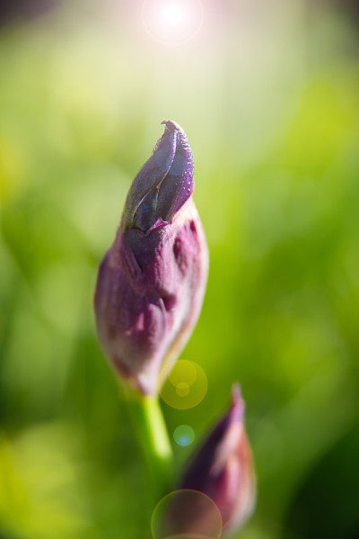 虹膜花。
