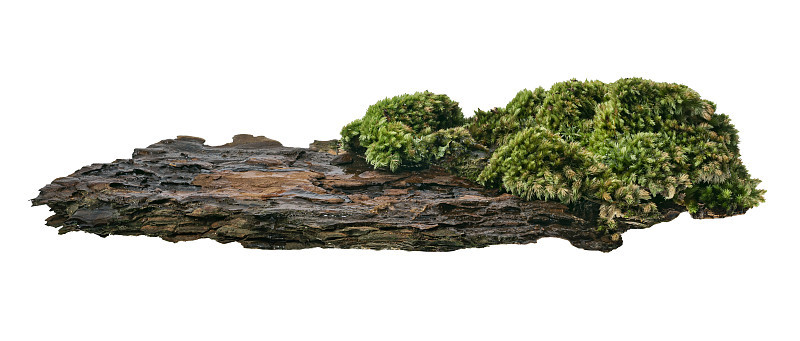 青苔或苔藓上的松树树皮，绿色苔藓上的树皮孤立在白色的背景，与修剪路径