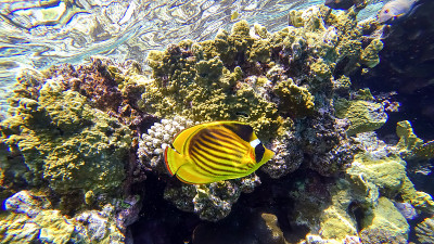 红海的海底世界有珊瑚和热带鱼