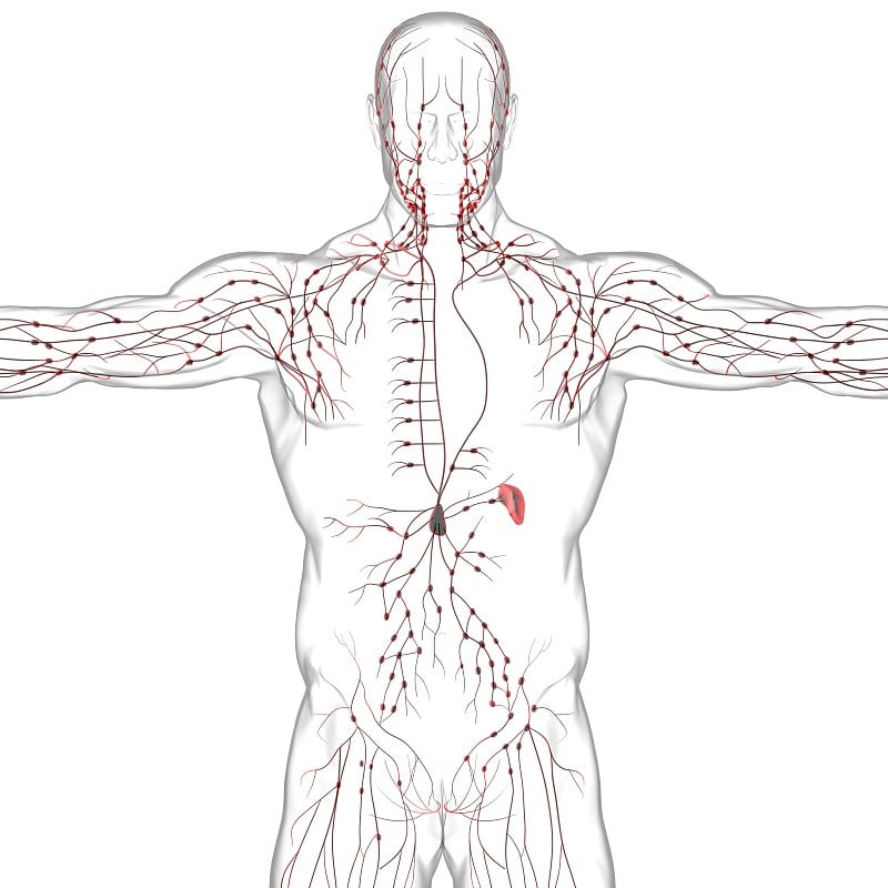 人体淋巴结解剖用于医学概念3D渲染