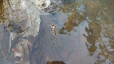 在种植园区，蜘蛛悬挂在河流的水面上