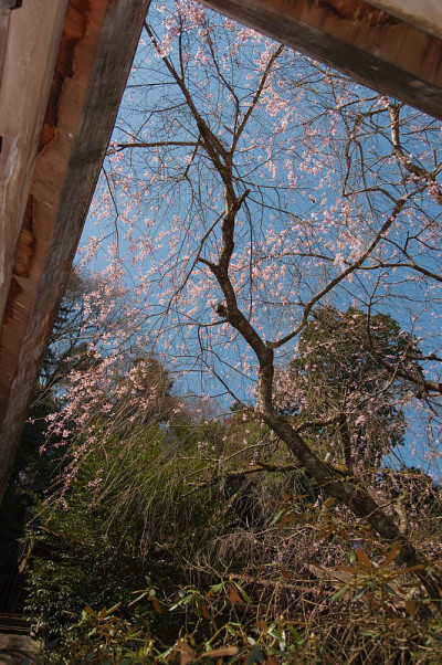 樱花向蔚蓝的天空延伸