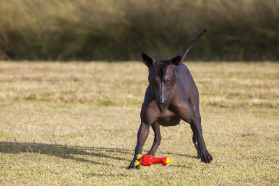 Xoloitzcuintle玩