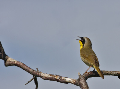 常见yellowthroat