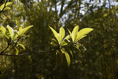 拉夸特树）