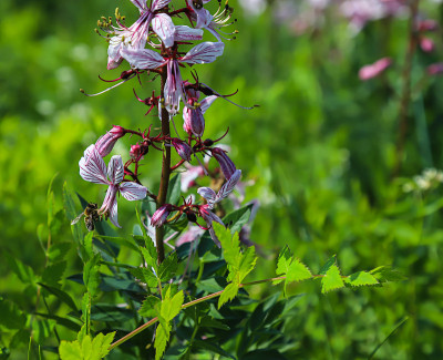 dictamnus。粉红紫色的花在露珠中在野外盛开