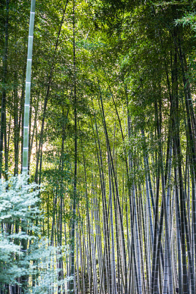 在Kodaiji寺禅宗竹林