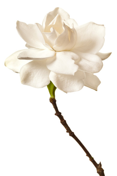 白色栀子花孤立