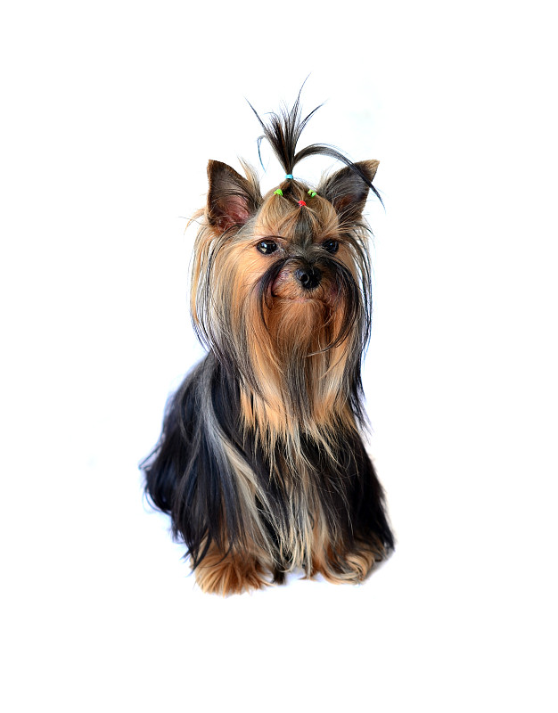 孤立的约克郡犬白色