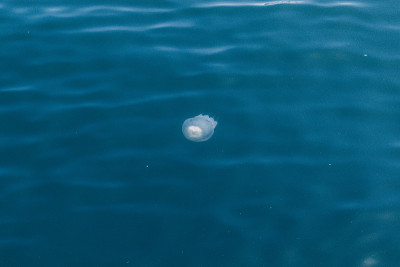 水母