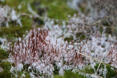 混凝土板上覆盖着绿色松软的苔藓和白色的雪花