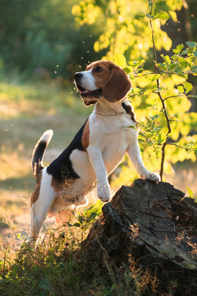 比格犬站在森林里