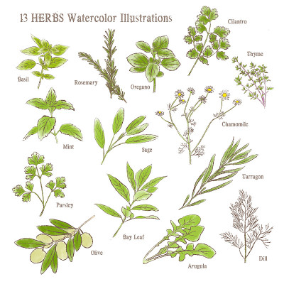 13种不同的草药水彩插图