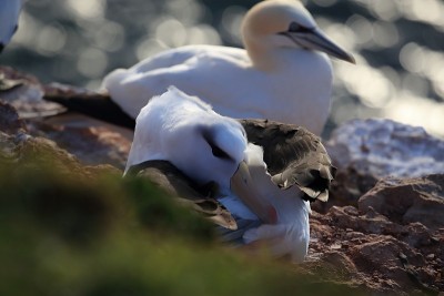 白眉信天翁(Thalassarche melanophris)或德国Mollymawk Helgol