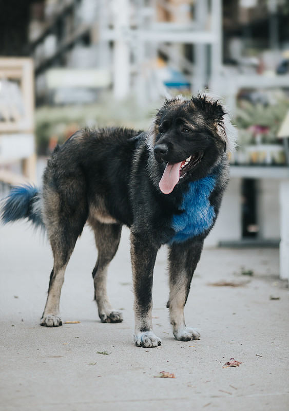 高加索牧羊犬