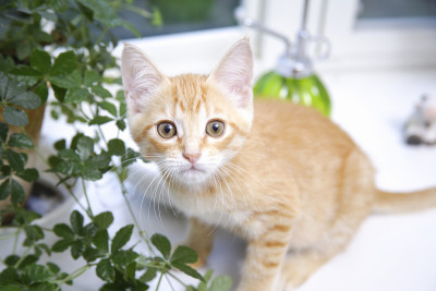 小猫在窗台上看相机