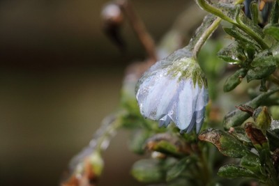 花被釉霜覆盖