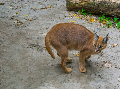 沙漠猞猁也被称为Felis caracal站在沙地上，这是一幅来自埃及的大型野生沙漠猫的肖像