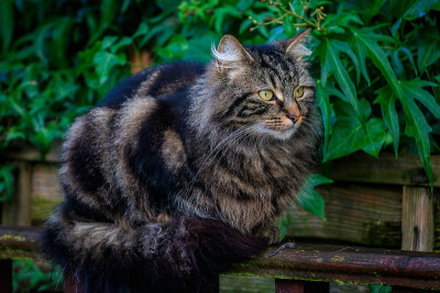 美丽的猫。