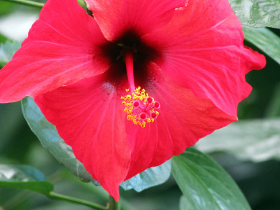 红色的芙蓉