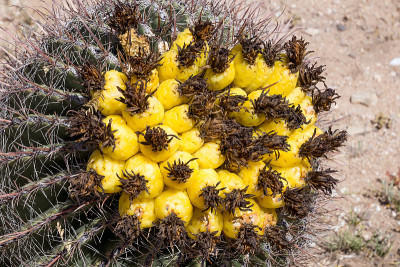 果鱼钩桶仙人掌(Ferocactus圆筒仙人掌)。仙人掌