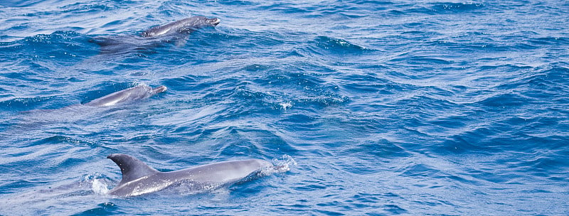 野生海豚在海里自由游动