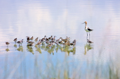 威尔逊氏Phalarope, Phalaropus tricolor和美国Avocet, Recur