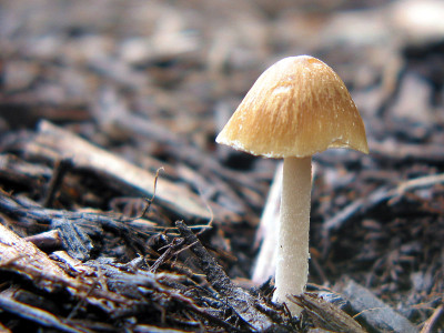 蘑菇