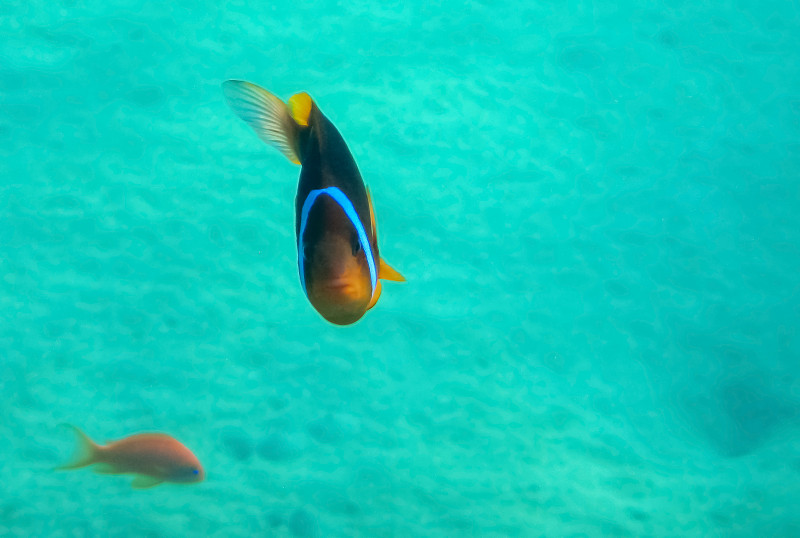 Clown-fish, scientific name is Amphiprion bicinctu