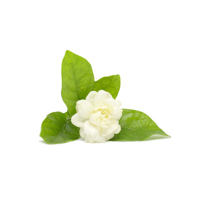 茉莉花