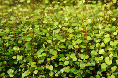 Muehlenbeckia complexa蔓生绿色植物背景