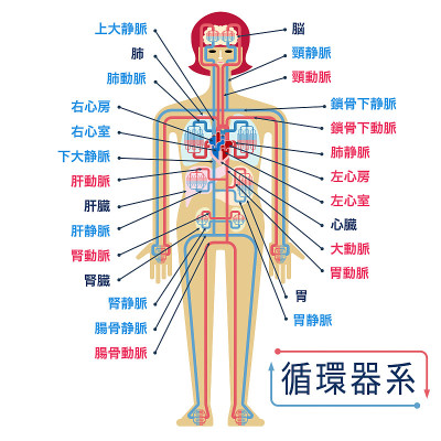 一个简单的说明循环系统和每个部分的日文名称