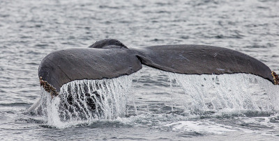 Tail humpback whale above the water surface close 