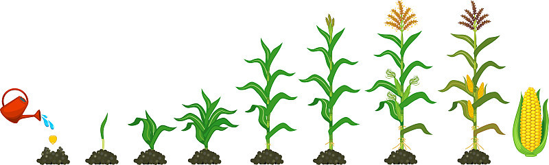玉米植株的生命周期。生长阶段从播种到开花和结果植株孤立在白色背景上