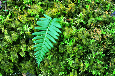 甘草属蕨类植物和苔藓