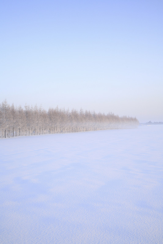 落叶松防风林的雪