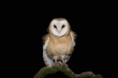 黑暗中的谷仓猫头鹰(Tyto alba)