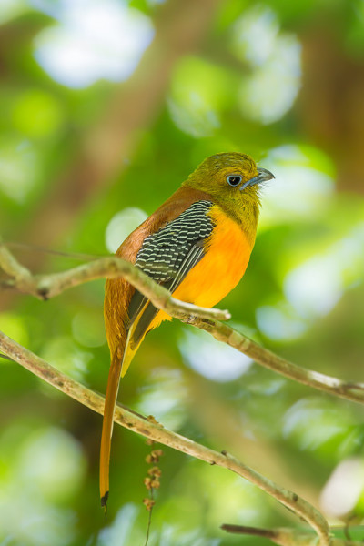 肖像可爱的橙胸Trogon