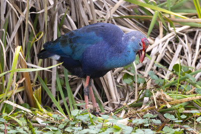 紫色Gallinule