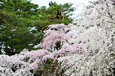 日本京都京都御苑的樱花