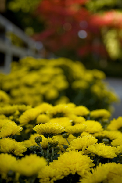 菊花