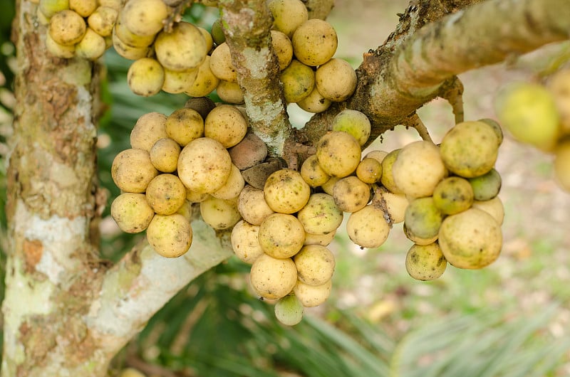 卧龙岗生长在树上(Lansium domesticum)