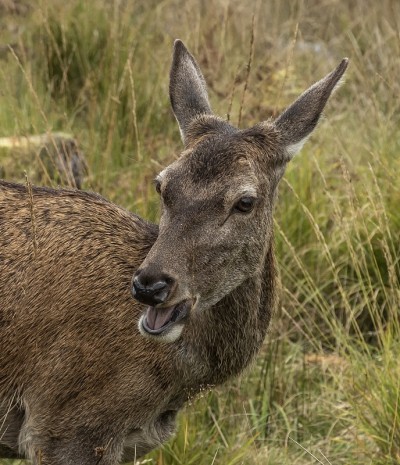 Glen Etive Forest的Lil Doe。
