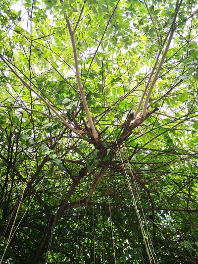 哭泣的无花果，无花果树