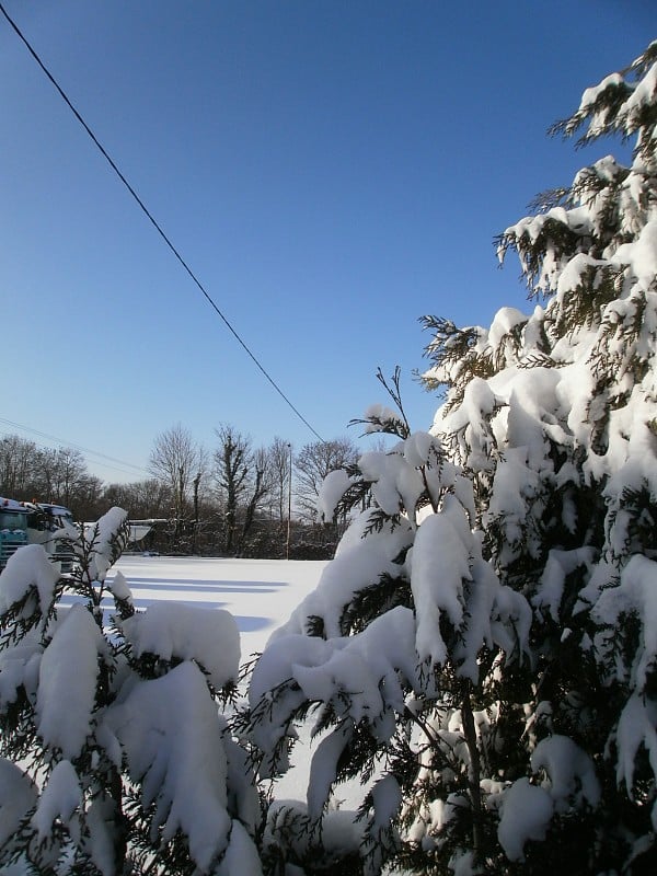 花园里的雪