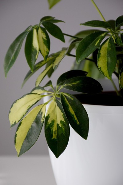 室内植物鹅掌柴