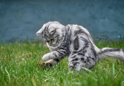 草丛里的小猫。