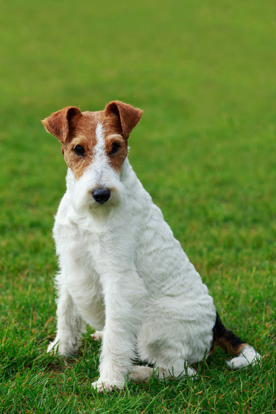 犬种狐狸梗